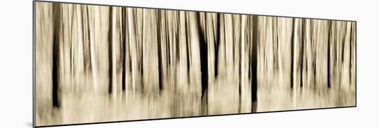 Mystic Forest 1252 Panoramic-Rica Belna-Mounted Giclee Print