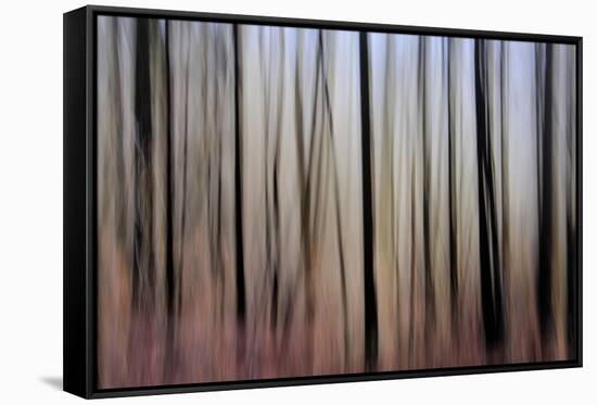 Mystic Forest 1270-Rica Belna-Framed Stretched Canvas