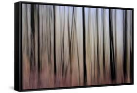 Mystic Forest 1270-Rica Belna-Framed Stretched Canvas