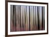 Mystic Forest 1270-Rica Belna-Framed Giclee Print