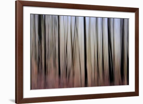 Mystic Forest 1270-Rica Belna-Framed Giclee Print