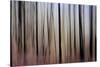 Mystic Forest 1270-Rica Belna-Stretched Canvas