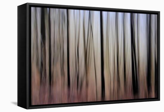 Mystic Forest 1270-Rica Belna-Framed Stretched Canvas