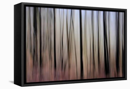 Mystic Forest 1270-Rica Belna-Framed Stretched Canvas