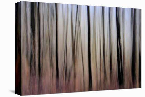 Mystic Forest 1270-Rica Belna-Stretched Canvas