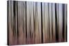 Mystic Forest 1270-Rica Belna-Stretched Canvas