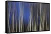 Mystic Forest 1287-Rica Belna-Framed Stretched Canvas