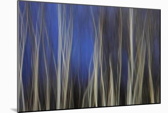 Mystic Forest 1287-Rica Belna-Mounted Giclee Print