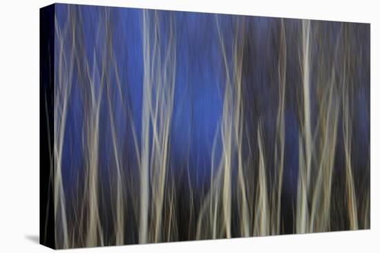 Mystic Forest 1287-Rica Belna-Stretched Canvas