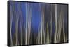 Mystic Forest 1287-Rica Belna-Framed Stretched Canvas