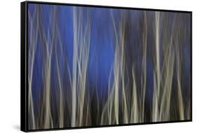 Mystic Forest 1287-Rica Belna-Framed Stretched Canvas