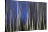 Mystic Forest 1287-Rica Belna-Stretched Canvas