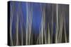 Mystic Forest 1287-Rica Belna-Stretched Canvas