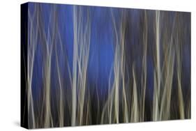 Mystic Forest 1287-Rica Belna-Stretched Canvas