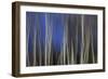 Mystic Forest 1287-Rica Belna-Framed Giclee Print