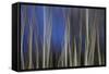 Mystic Forest 1287-Rica Belna-Framed Stretched Canvas