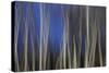 Mystic Forest 1287-Rica Belna-Stretched Canvas