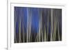 Mystic Forest 1287-Rica Belna-Framed Giclee Print