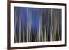 Mystic Forest 1287-Rica Belna-Framed Giclee Print