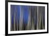 Mystic Forest 1287-Rica Belna-Framed Giclee Print