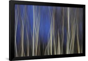 Mystic Forest 1287-Rica Belna-Framed Giclee Print