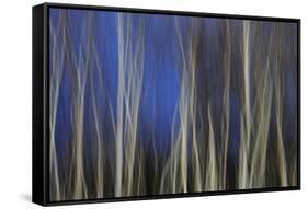 Mystic Forest 1287-Rica Belna-Framed Stretched Canvas