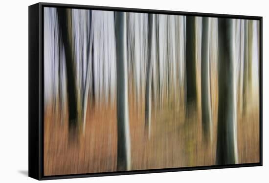 Mystic Forest 1295-Rica Belna-Framed Stretched Canvas