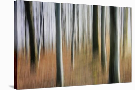 Mystic Forest 1295-Rica Belna-Stretched Canvas