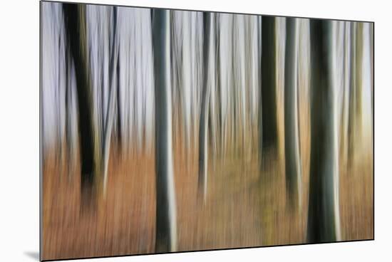 Mystic Forest 1295-Rica Belna-Mounted Giclee Print