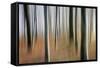 Mystic Forest 1295-Rica Belna-Framed Stretched Canvas