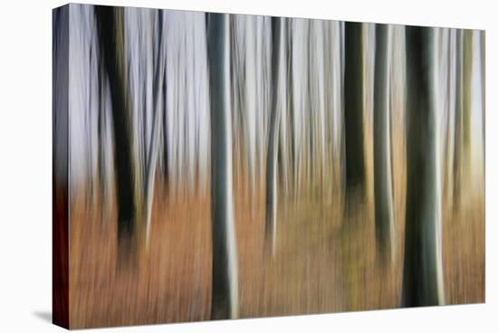 Mystic Forest 1295-Rica Belna-Stretched Canvas
