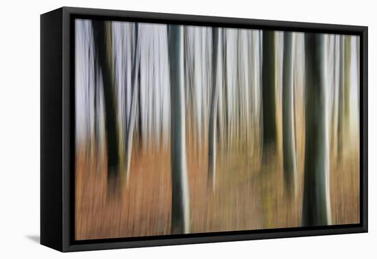 Mystic Forest 1295-Rica Belna-Framed Stretched Canvas
