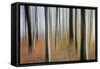 Mystic Forest 1295-Rica Belna-Framed Stretched Canvas