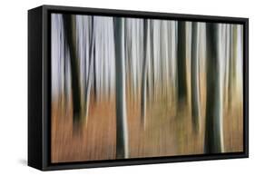 Mystic Forest 1295-Rica Belna-Framed Stretched Canvas