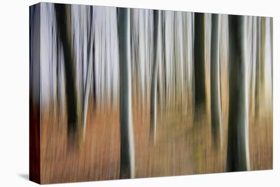 Mystic Forest 1295-Rica Belna-Stretched Canvas