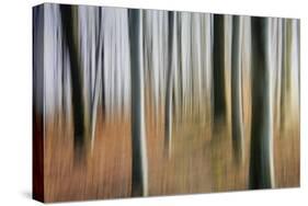 Mystic Forest 1295-Rica Belna-Stretched Canvas