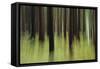 Mystic Forest 741-Rica Belna-Framed Stretched Canvas
