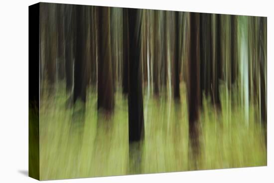 Mystic Forest 741-Rica Belna-Stretched Canvas