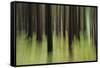 Mystic Forest 741-Rica Belna-Framed Stretched Canvas