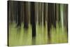 Mystic Forest 741-Rica Belna-Stretched Canvas