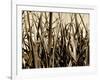 Mystic Forest 7963-Rica Belna-Framed Premium Giclee Print