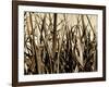 Mystic Forest 7963-Rica Belna-Framed Premium Giclee Print