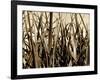 Mystic Forest 7963-Rica Belna-Framed Premium Giclee Print