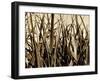 Mystic Forest 7963-Rica Belna-Framed Giclee Print