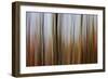 Mystic Forest 839-Rica Belna-Framed Giclee Print