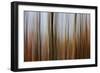 Mystic Forest 839-Rica Belna-Framed Giclee Print