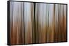 Mystic Forest 839-Rica Belna-Framed Stretched Canvas