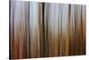 Mystic Forest 839-Rica Belna-Stretched Canvas