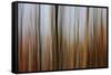 Mystic Forest 839-Rica Belna-Framed Stretched Canvas