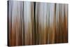 Mystic Forest 839-Rica Belna-Stretched Canvas